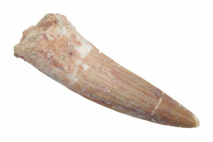 Fossil Spinosaurus Tooth - Real Dinosaur Tooth #222559